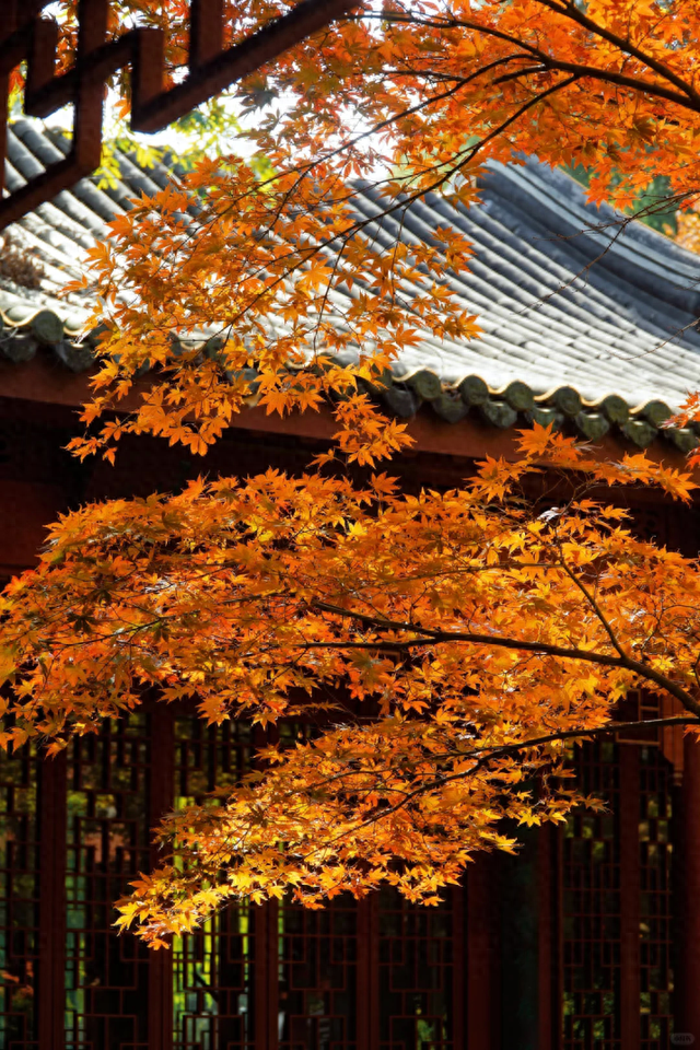 小众免费！上海这个百年古典园林藏着绝美秋色→