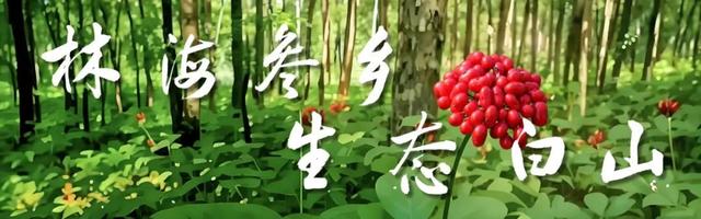 中国国家地理：吉林白山四方山，以海拔1182米的姿态，将秋色煅烧成五彩——深红如焰、橙黄似金……