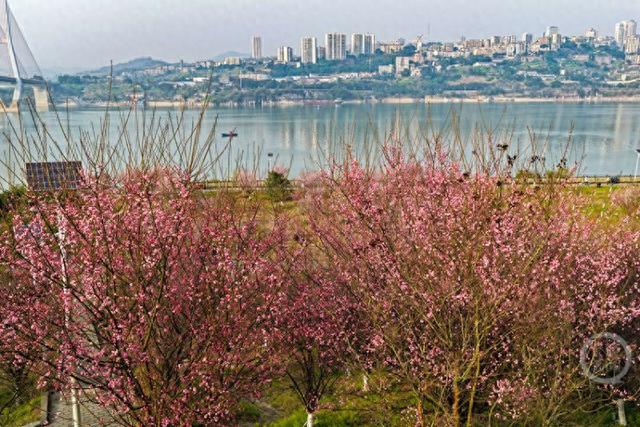 百亩梅林点染长江岸 江畔盛景美如画