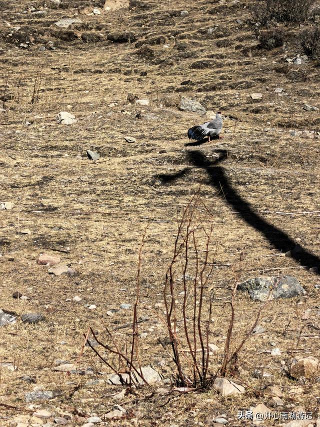 喀什经317到成都，比如县白嘎乡-边坝县，观萨普神山