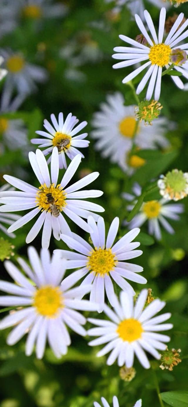 手机壁纸|治愈系的自然美景