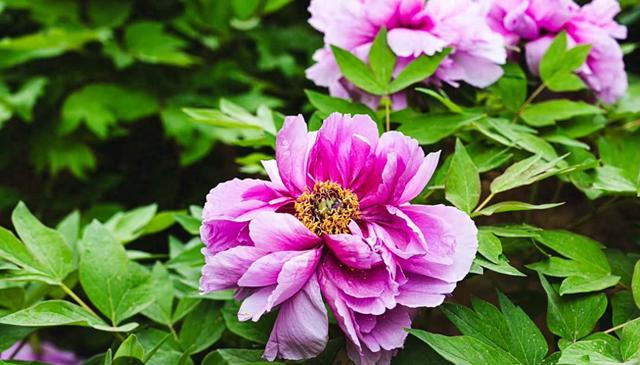 洛阳各大牡丹观赏园花情预报汇总！部分牡丹园优惠政策来啦