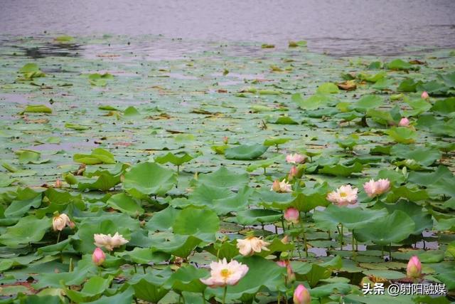 “荷”你一起，邂逅射阳夏日限定浪漫~