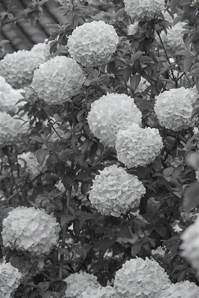 湘湖木绣球进入盛花期 快来沉浸式体验春日限定浪漫