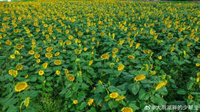 济南至孝堂山“向日葵花海直通车”开通啦，周末来奔赴一场金色浪漫～