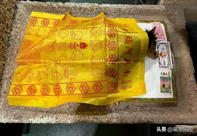 小黑突然离世，重庆偶遇神似玩偶，我带着它仿佛你还在身边