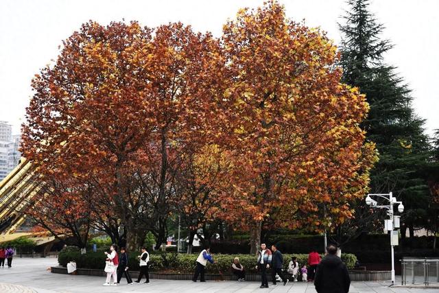 南明区：初冬时节好风景