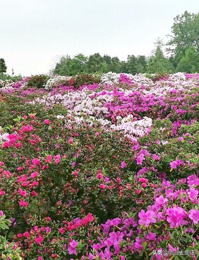 成都公园最大规模杜鹃花开了，200多亩花开成海，不要门票！