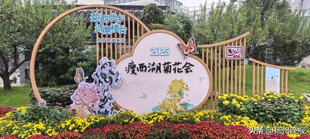近万盆彩菊进入最佳观赏期！瘦西湖金秋菊花会来了