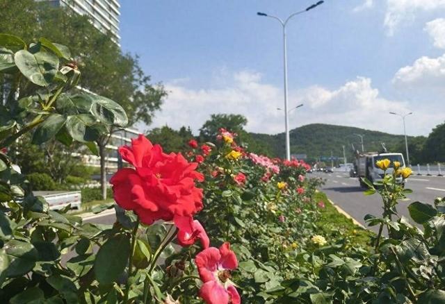 威海高区“玫瑰大道”迎来今年第二次“爆花”