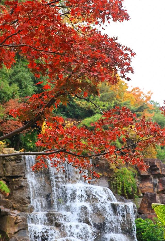 红枫+瀑布！上海市中心免费“斑斓山谷”迎来最美秋景→
