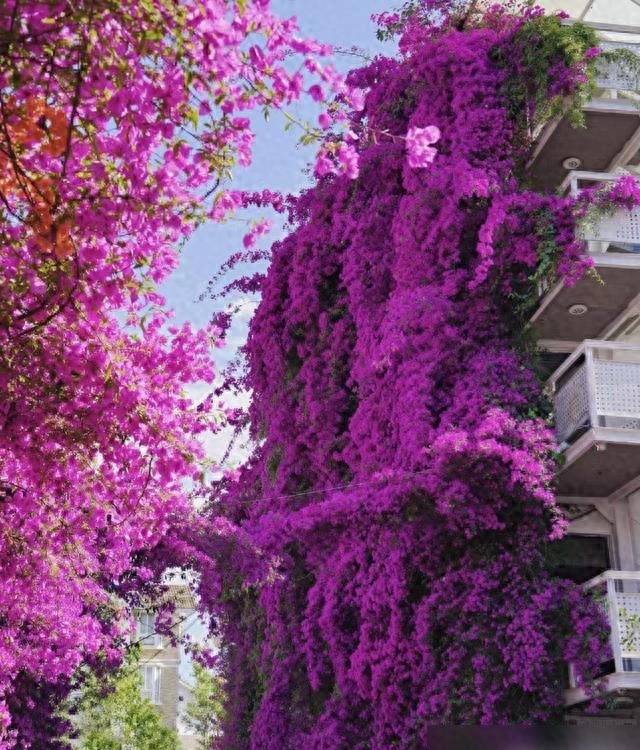 云南一户人家门口的花，开出了五层楼的“瀑布”，太壮观了