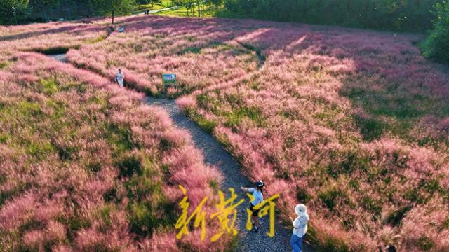 滨州喜鹊湖公园粉黛乱子草迎盛花期，金秋邂逅粉色浪漫