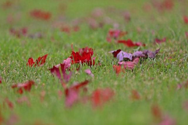 长春北湖公园：湖光秋色两相宜