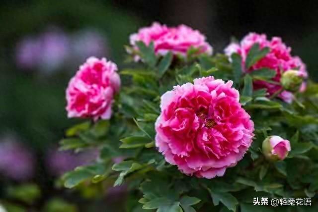 灵魂爱人	，此生唯一！哪怕青丝成雪，我依然爱你如初