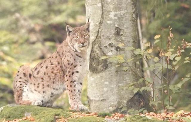 横断山一只猞猁咬住狼颈，狼反身将其压身下，猞猁趁机咬断狼咽喉