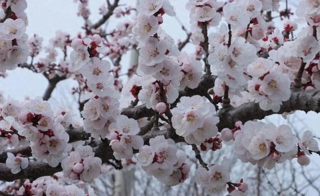 “乡”约禹州文旅消费暨鸠山镇第十一届杏花观赏活动即将开幕！