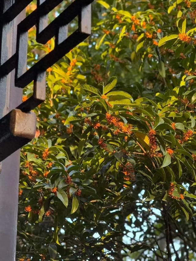 这声“对不起”，泰州人等了半个月！