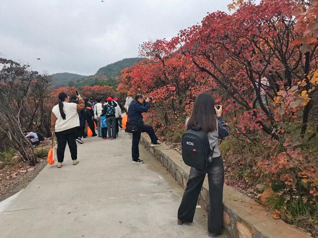 第三届嵩山红叶季暨2025年河南省“三山同登”登山大会启幕