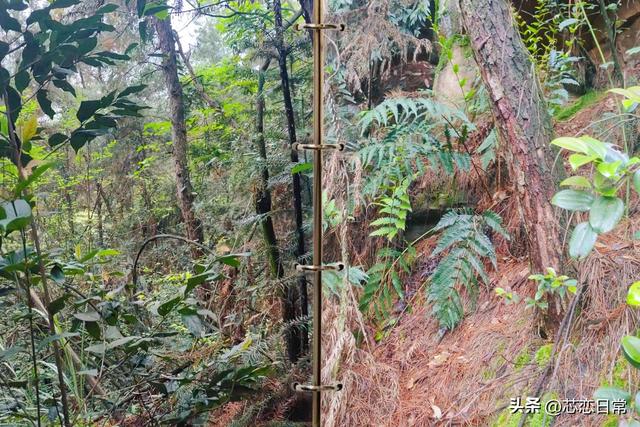 雨后松林寻菌记