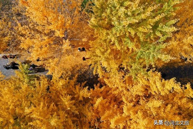 绝美！今天石家庄这个“金色海洋”吸引众人打卡！