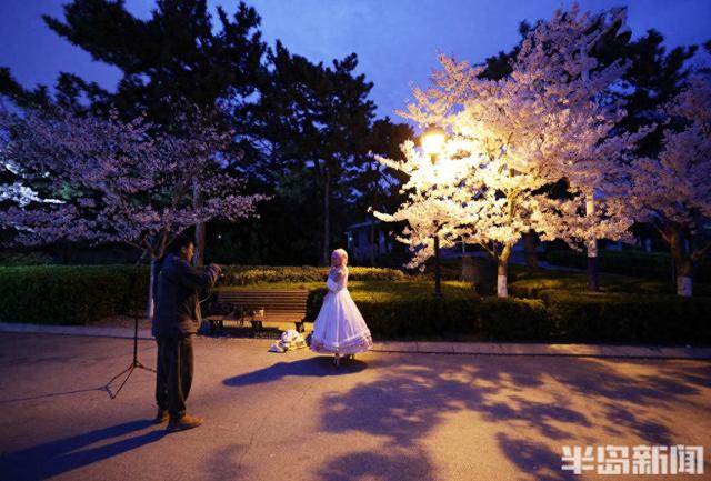 单樱盛放，夜游赏景正当时