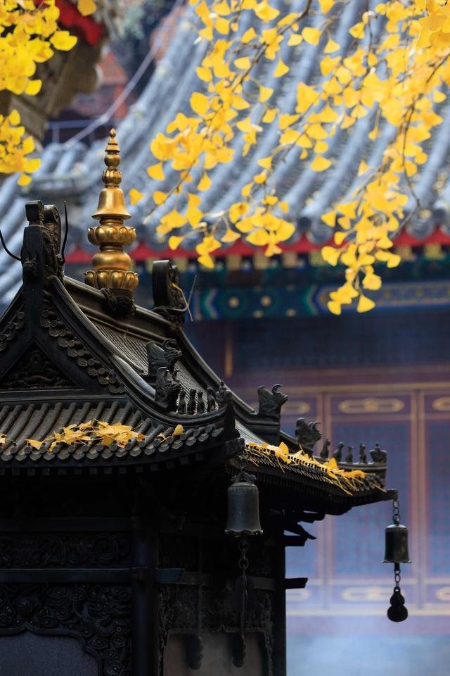 北京八大处大悲寺：银杏撒“金”映古建