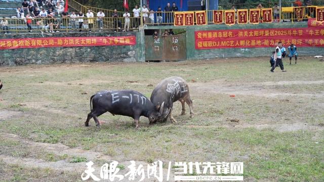 牛王争霸赛+风车音乐节！播州洪关太阳坪景区双节上演精彩活动