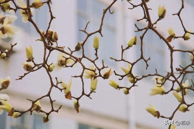 峰峰早春限定浪漫！玉兰花悄然绽放，速来打卡！