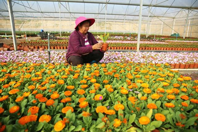 儋州花源田农旅产业园1月17日开园 千亩花海织就农文旅融合新画卷