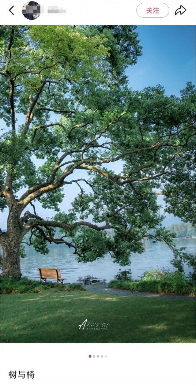 每一棵都独一无二，杭州这些“漂亮树”成热门打卡点