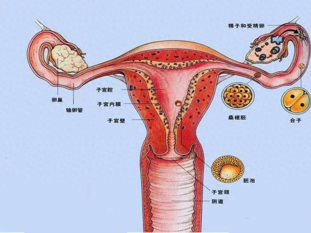 什么是异位妊娠?（什么是异位妊娠）