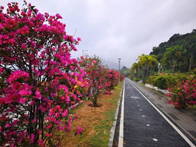 “美丽风景”化“浪漫经济” 深圳南澳粉黛花海季引流超8万游客