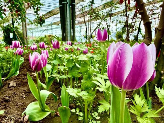 开了，开了！呼和浩特顶流回归！近万株齐绽放，第一波市民已经被惊艳到了！赶紧通知家人！附具体地址