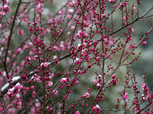 马鞍山这片花海，免费又出片！
