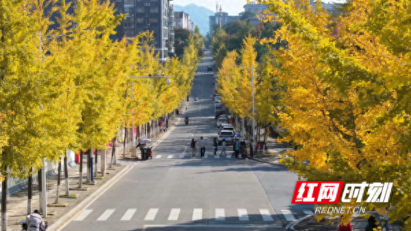 中方县：银杏迎来最佳观赏期 掀起游客打卡热潮