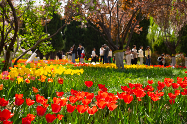 就在石家庄！30万株郁金香进入盛花期