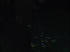 今年第一波萤火虫，可！以！看！了！