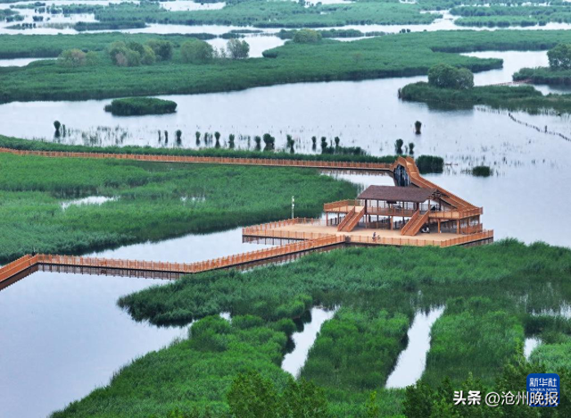 美丽中国丨白洋淀初夏风光
