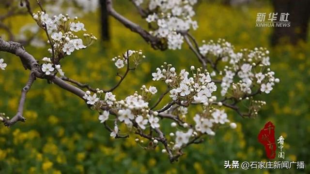 春风来 梨花开 石家庄市赵县25万亩梨花将迎来最美花期