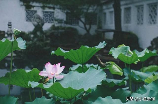 谁说夏天没花看？苏州园林偷偷美翻了！