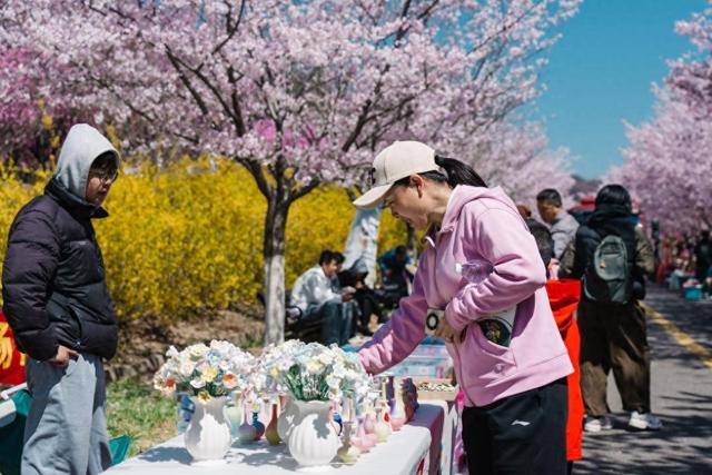 青岛藏马山解锁春日新玩法：樱花遇上体育，文旅融合点燃乡村活力