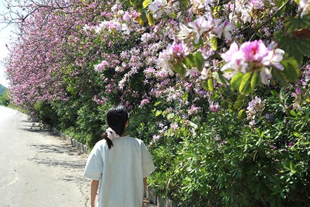 春日限定浪漫！郑屯镇宫粉羊蹄甲盛放