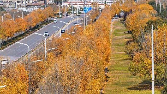 快来打卡！菏泽藏了一条“金色隧道”