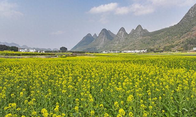 “冬日花海”引客来 万峰林景区6000多亩油菜花渐次开放