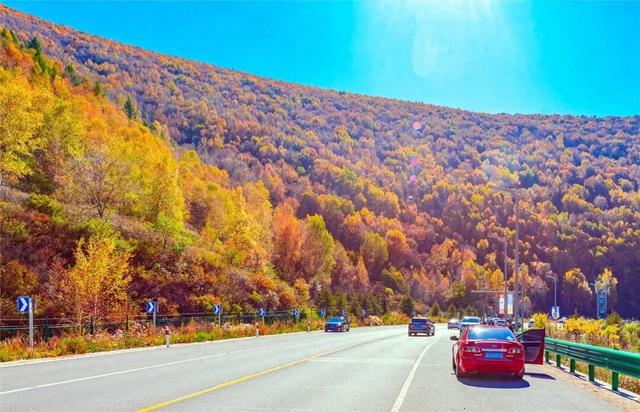 学习强国 | 河北崇礼：梧桐大道的“醉”美秋色