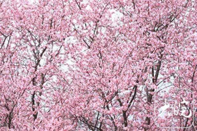 春风拂庐州 繁花次第开