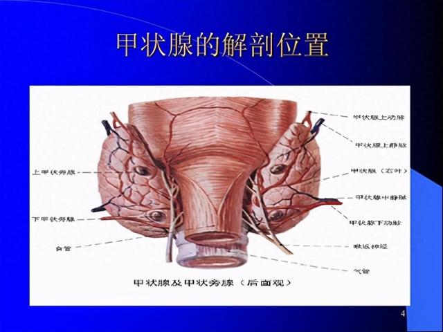 地方性甲状腺肿是怎么回事（地方性甲状腺肿大主要原因是碘缺乏）