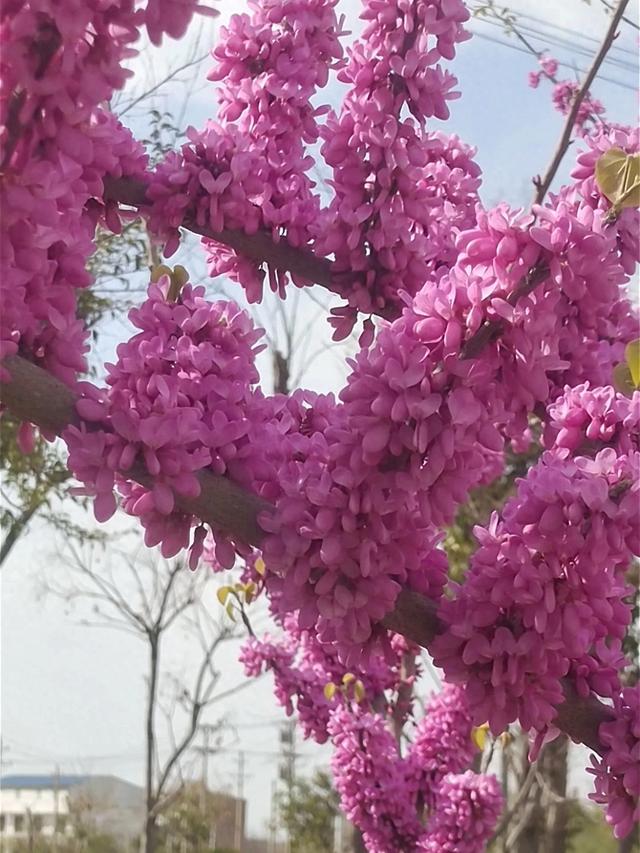 跟花有关的成语（关于花的四字成语）