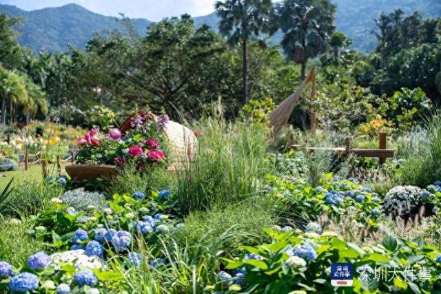 出片率100%！仙湖植物园十万秋花和千平花海讲述深圳故事